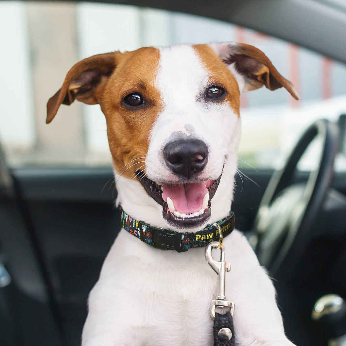 Amigo Dog Collar - Feature