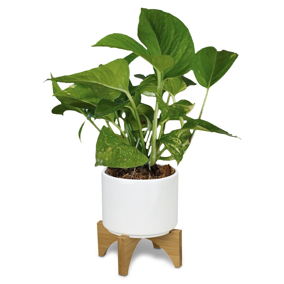 Planter with Bamboo Base - Detail