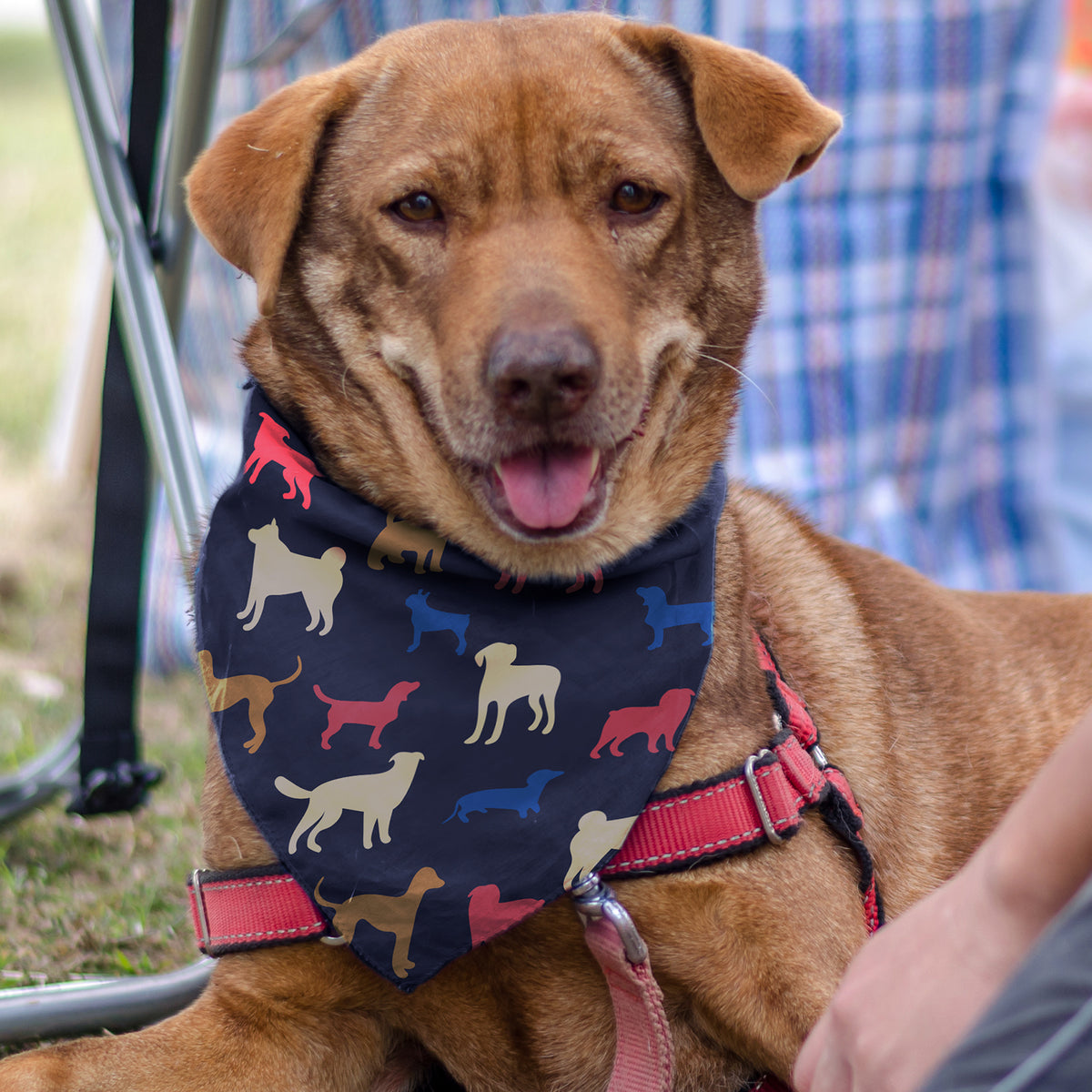 Pet Bandana - Medium - Feature