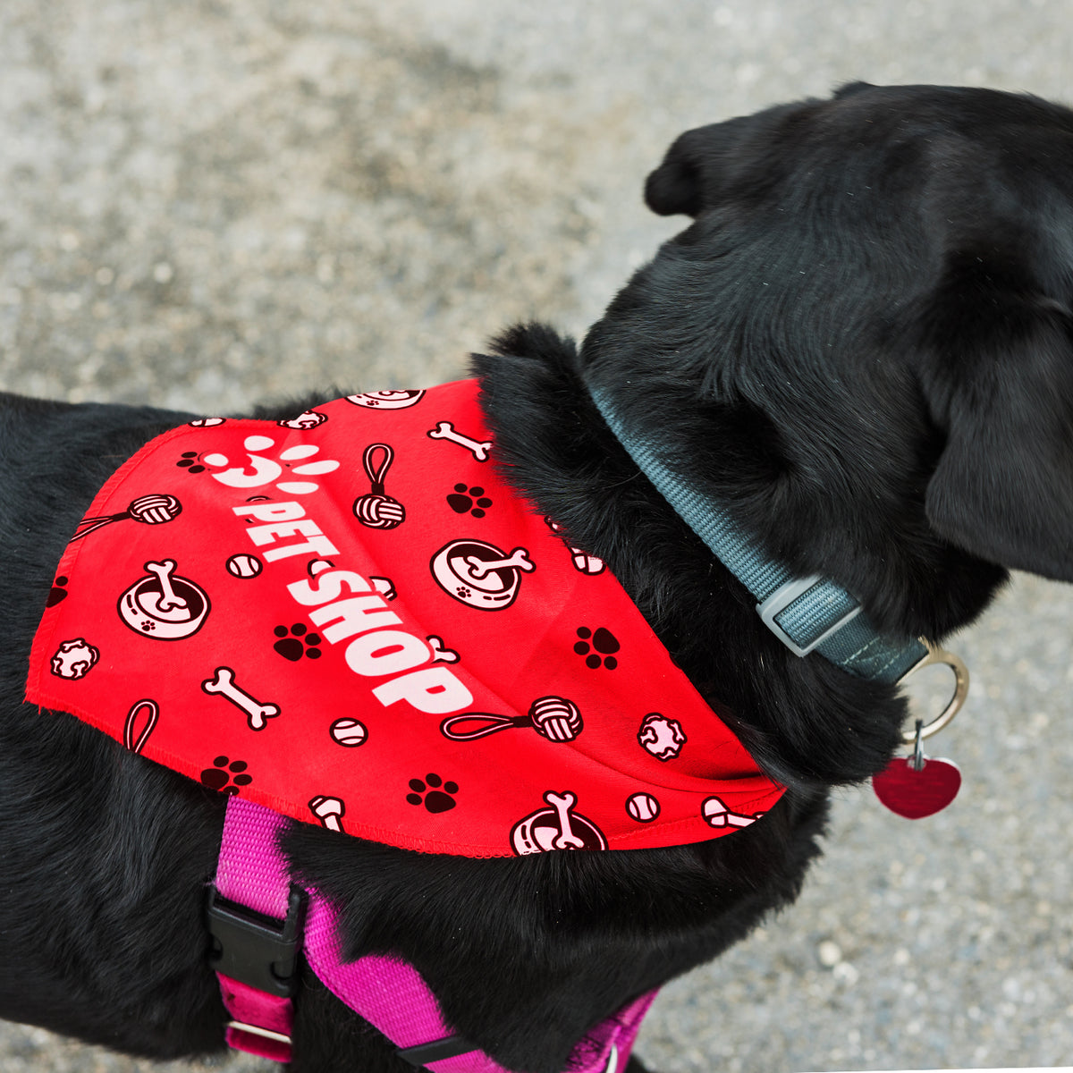 Pet Bandana - Large - Feature