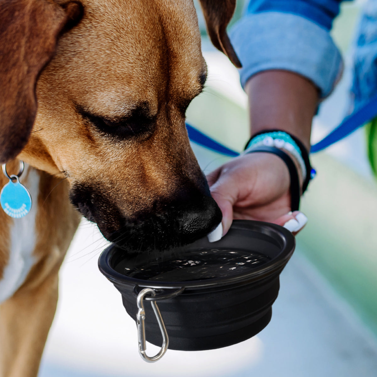 Silicone Collapsible Pet Bowl - Feature
