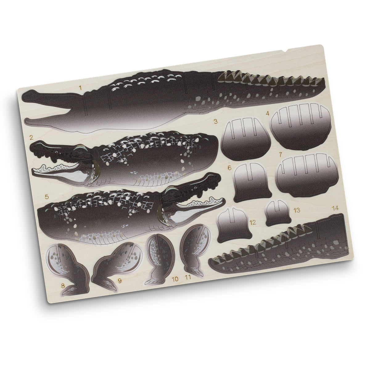 BRANDCRAFT Crocodile Wooden Model - Flat Sheet