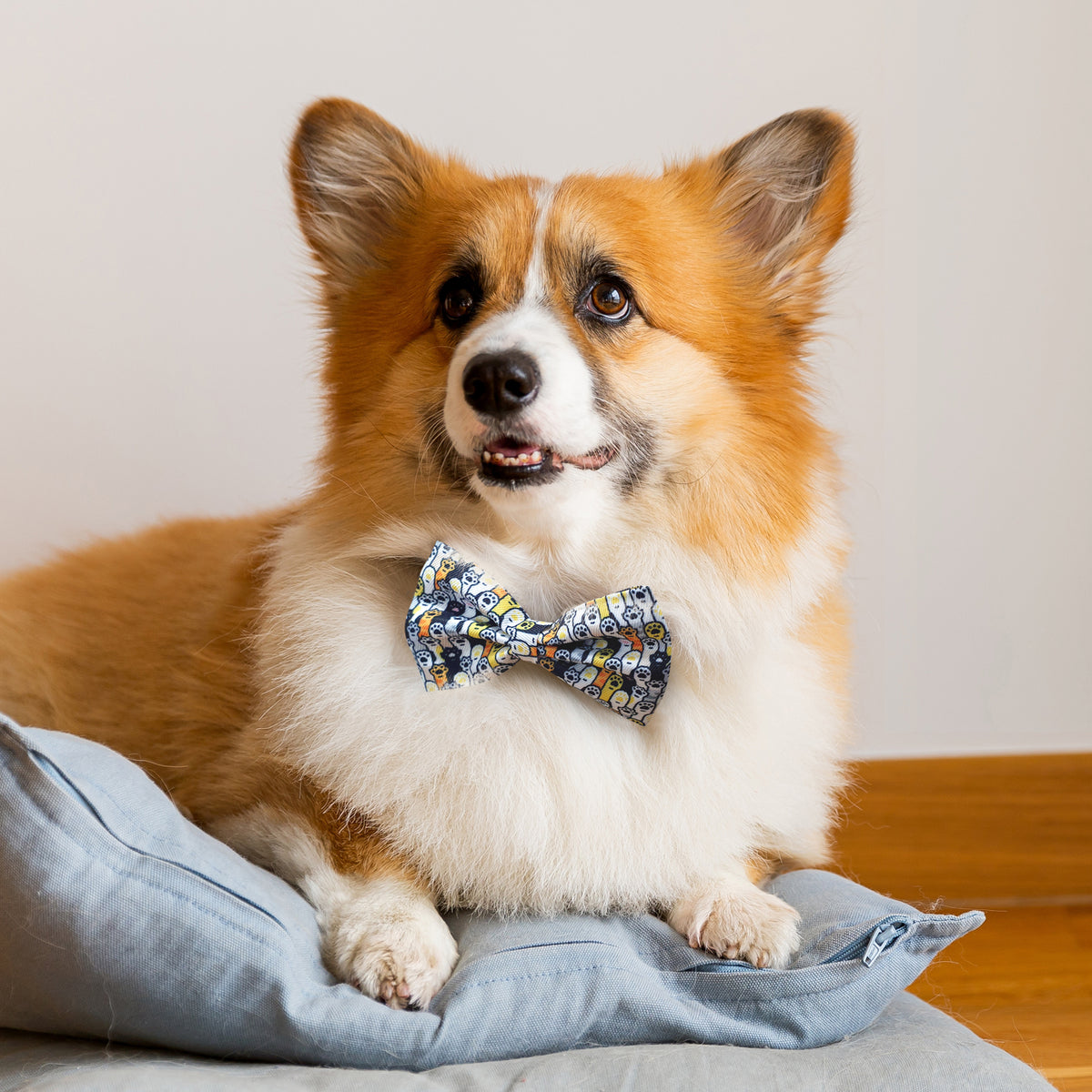 Amigo Pet Bow Tie - Feature